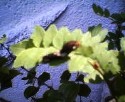 200706021351    アゲハの幼虫？.jpg