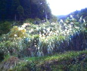 200710051608    ススキが原.jpg