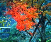 200711290728   カエデ.jpg