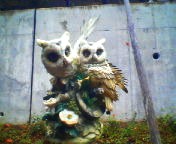 200711290731   フクロウ.jpg