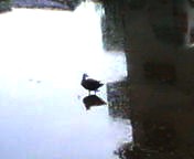 200706021519    田んぼのカルガモ.jpg