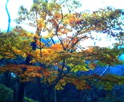 200711290732   紅葉･下から.jpg