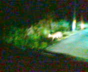 200710161846    ギャル鹿.jpg