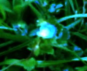 200703171110    オオイヌノフグリ.jpg