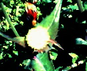 200703171110    ハルノノゲシ.jpg