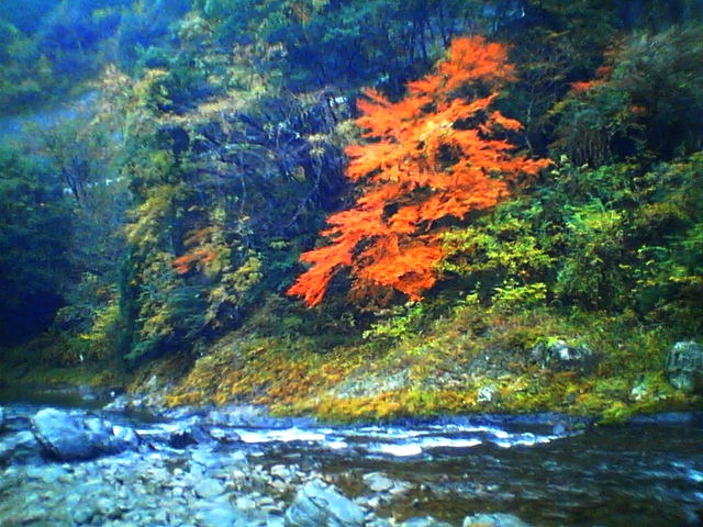 200711290740   水辺･大.jpg