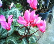 200703031118   シクラメン.jpg