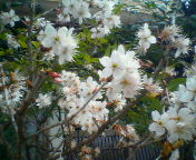 200903111240梅.jpg