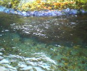 200711290750   淵の水.jpg