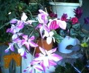 200703031116    シクラメン斑入り.jpg