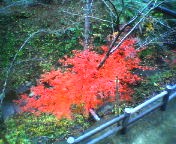 200711290913   紅葉･上から.jpg