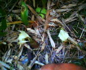 200708121746    ミョウガの花.jpg