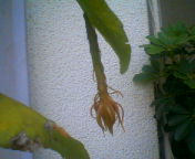 200709281327 花芽・中.jpg