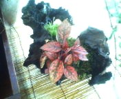 200705200801   鉢植え.jpg