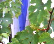 200705291520 ブドウ.jpg