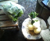 200705200802   新玉ねぎ.jpg