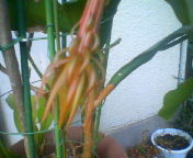 200709281327    花芽・大.jpg