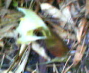 200708121746    ミョウガの花・アップ.jpg