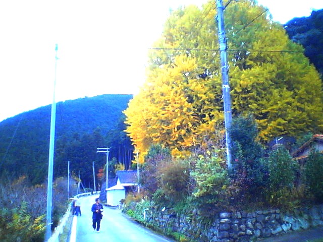 200711291501   福定の大イチョウ･大.jpg