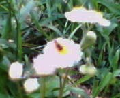 200705291234 ハルジオン.jpg