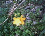 200703031448    山吹.jpg