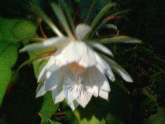 200710062039    月下美人の花.jpg