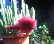 200709281334 サボテンの花.jpg