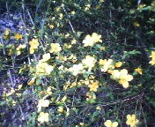 200703031448    満開の山吹.jpg