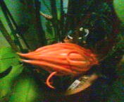 200710062040    月下美人・蕾.jpg