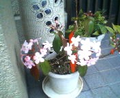 200701191454   何の花？２.jpg