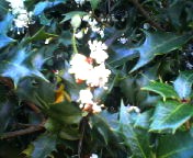 200711111449   柊の花.jpg