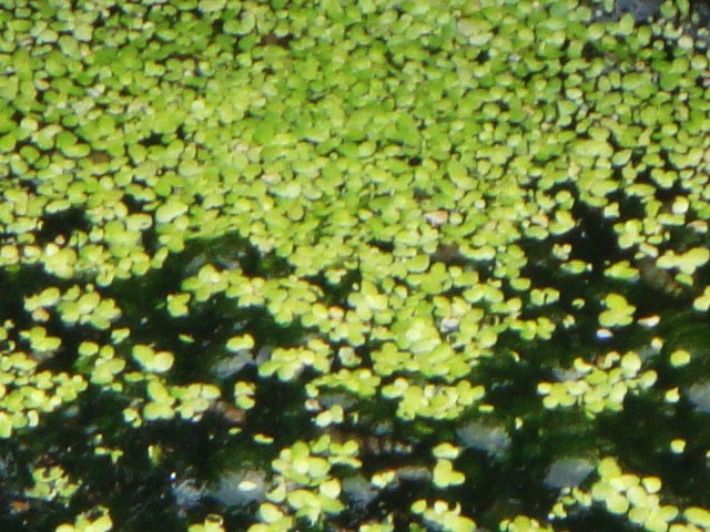 DSC00993.JPG