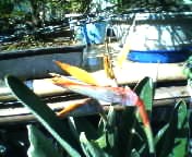 200702031034   花・極楽鳥２.jpg