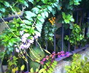 200711161447 タカラヅカの実.jpg