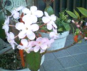 200701191454   何の花？.jpg