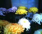 200711111516   菊の花.jpg