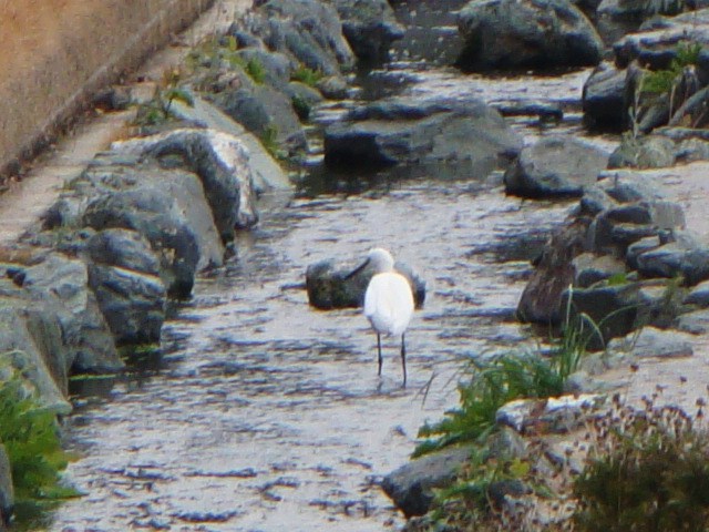 DSC00991.JPG