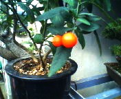 200712091404   食べるホウズキ.jpg