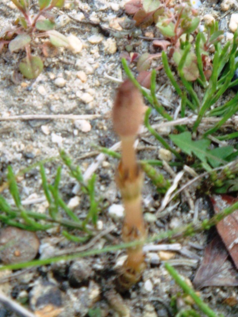 DSC01865.JPG