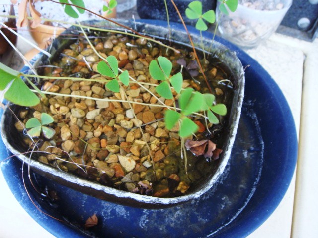 DSC00582.JPG