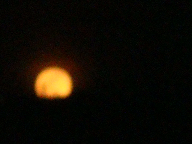 010.JPG