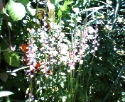 200706231256    ネジリバナ.jpg