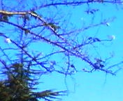 200710121627    狂い咲き・青空.jpg