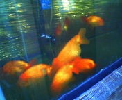 200712091456   ランチュウ.jpg