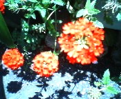 200706231256    赤い花.jpg