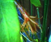 200710121616    月下美人・つぼみ１.jpg