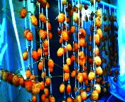 200711241449   干し柿.jpg