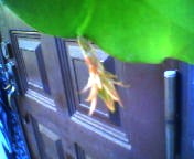 200710121617    月下美人・つぼみ下.jpg