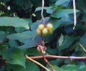 200711021016    ブドウ.jpg