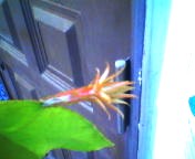 200710121617    月下美人・つぼみ上.jpg